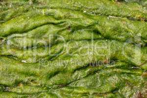 Accumulation of green algae