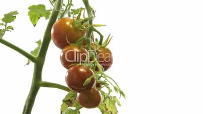 reifende tomaten zeitraffer