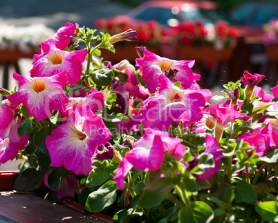 Beautiful flowers