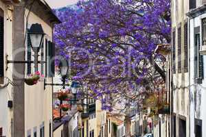 Madeira Funchal