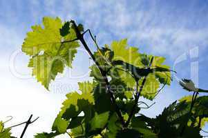 Weintraubenblätter