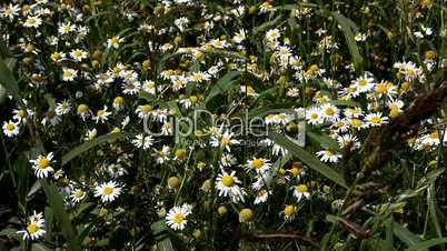 Margeritenblumen auf Feld