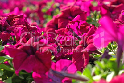 Colorful red flowers.