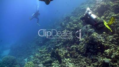 group of divers swims over coral reefs. Red Sea