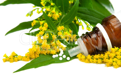 Goldrute, (solidago) als Homeopatisches Medikament
