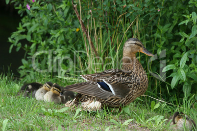 Stockente (Anas platyrhynchos) / Wild duck (Anas platyrhynchos)