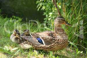 Stockente (Anas platyrhynchos) / Wild duck (Anas platyrhynchos)