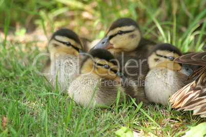 Stockentenkücken (Anas platyrhynchos) / Wild duck ducklings (Ana