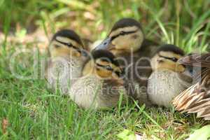 Stockentenkücken (Anas platyrhynchos) / Wild duck ducklings (Ana