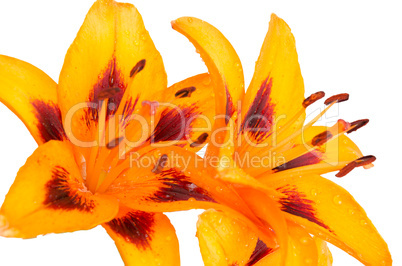 Orange lilies