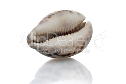 Seashell with dark spots