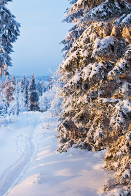 winter forest in Harz mountains, Germany
