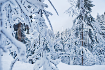 winter forest in Harz mountains, Germany