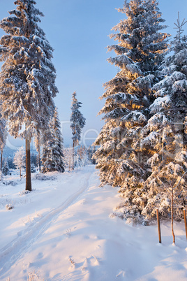 winter forest in Harz mountains, Germany