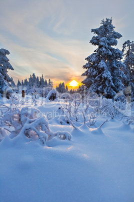 winter forest in Harz mountains, Germany