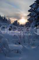 winter forest in mountains