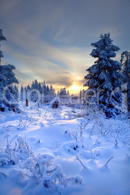 winter forest in mountains