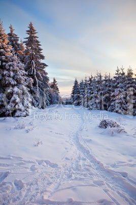 winter forest in mountains