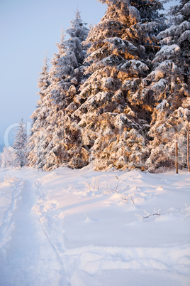 winter forest in mountains