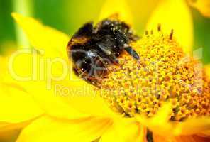 Hummel beim Sammeln von Nektar und Honig auf einer Blume