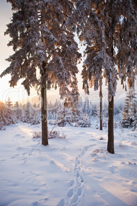 winter forest in mountains