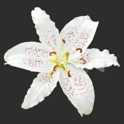 flower white lily of the royal on a black background
