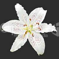 flower white lily of the royal on a black background