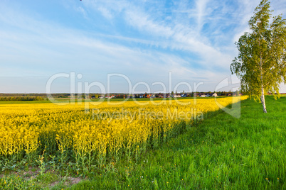 A summer landscape