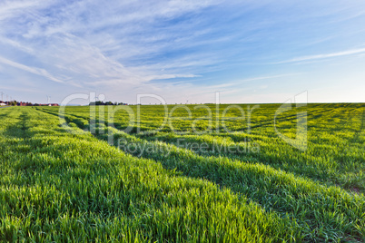 A summer landscape