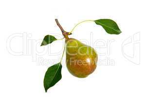 Fruit pears isolated on a white background