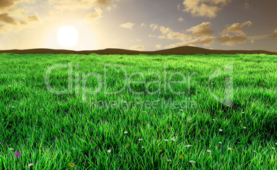 Field and Sky