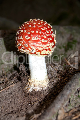 Fly agaric