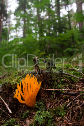 Calocera viscosa