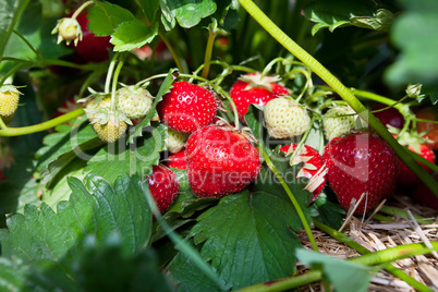 Closeup of fresh organic strawberries