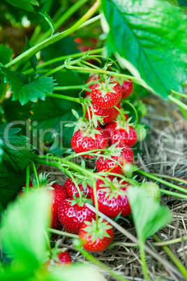 Closeup of fresh organic strawberries