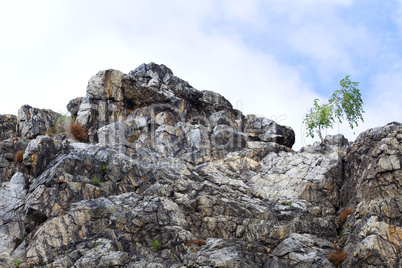 birch on the rocks against the sky