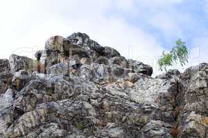 birch on the rocks against the sky