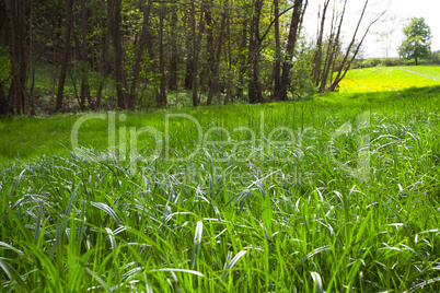 tall grass in a meadow in the woods
