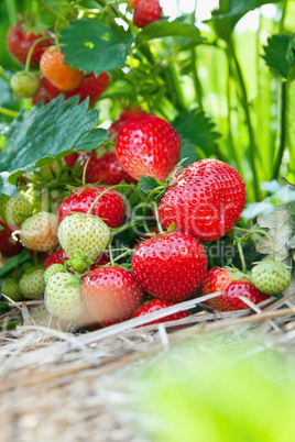 Closeup of fresh organic strawberries