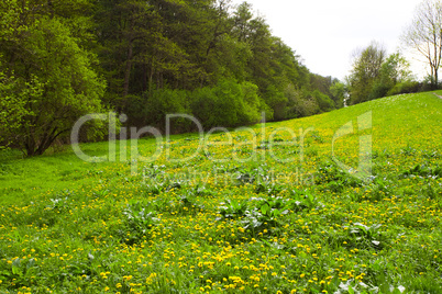meadow with dandelions in the woods