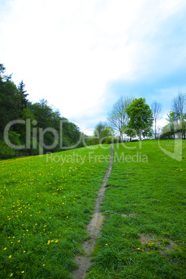 meadow with dandelions in the woods