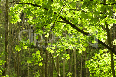 green maple tree on the background of the sunny sky