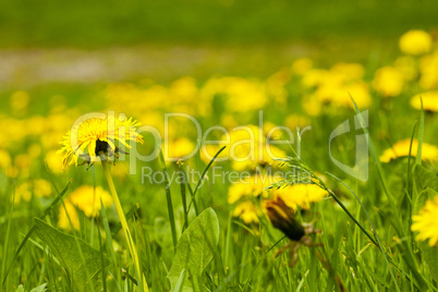 large field of dandelions