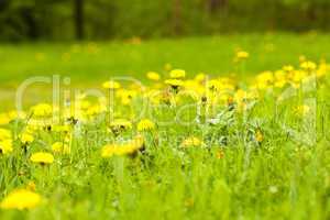 large field of dandelions