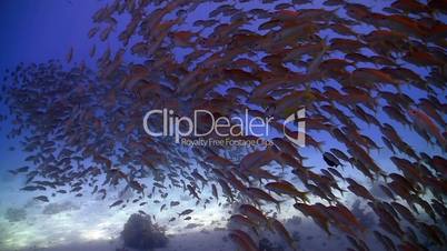 shoal of fish on the coral reef, Red sea