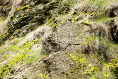 rock covered with green moss