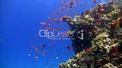 red fish on coral reef, Red sea