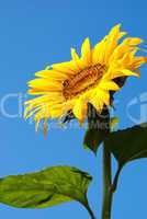 Sunflower head's close up with a bee against blue sky