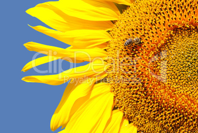 Sunflower head's close up with a bee against blue sky