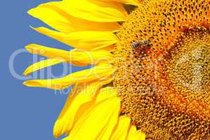 Sunflower head's close up with a bee against blue sky